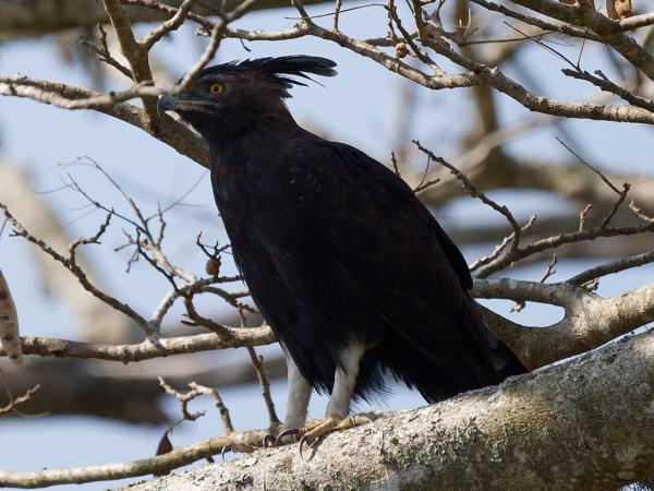 <h3><a href="/trips/safari/biota/animalia/chordata/aves/017 accipitriformes/004 accipitridae/lophaetus occipitalis/lophaetus occipitalis-en.html">Lophaetus&nbsp;occipitalis</a> / Long‑crested&nbsp;eagle / Afrikaanse&nbsp;zwarte&nbsp;kuifarend</h3>OM-1 Mark II with OLYMPUS M.150-400mm F4.5, 1/2000 sec at F4.5, ISO 500, distance 27.4&nbsp;m